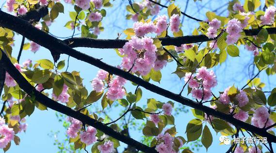 樱花旅行记全集视频,日本樱花7日游攻略大全