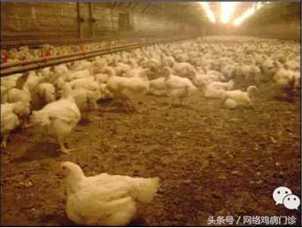 鸡舍氨气对鸡的危害,鸡舍里氨气太重会导致什么病