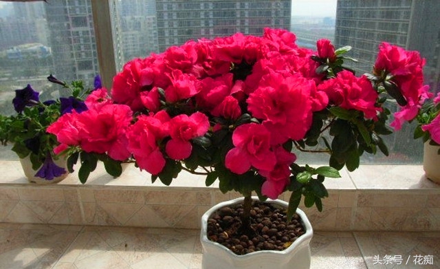 杜鹃花为什么这样红,杜鹃花花朵发蔫怎么救