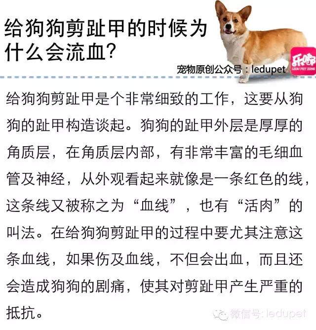 狗狗剪指甲总流血止不住怎么办,狗狗剪指甲流血沾了水怎么办