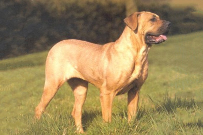 盘点十大帅气猛犬你值得拥有,十大猛犬排名加纳利