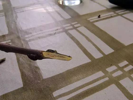 教你轻松完成果树、花木的嫁接，三种方法轻松掌握