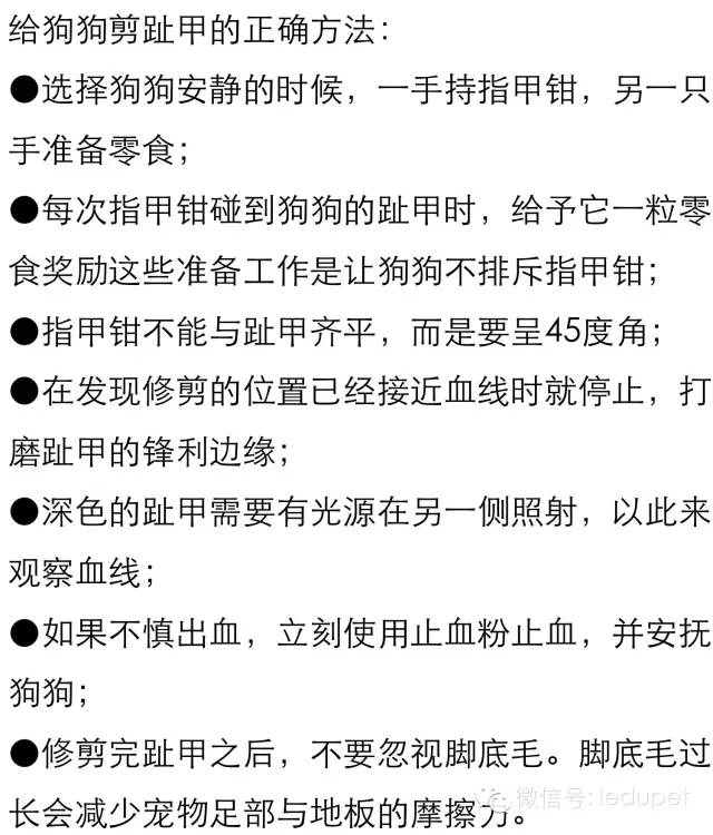 狗狗剪指甲总流血止不住怎么办,狗狗剪指甲流血沾了水怎么办