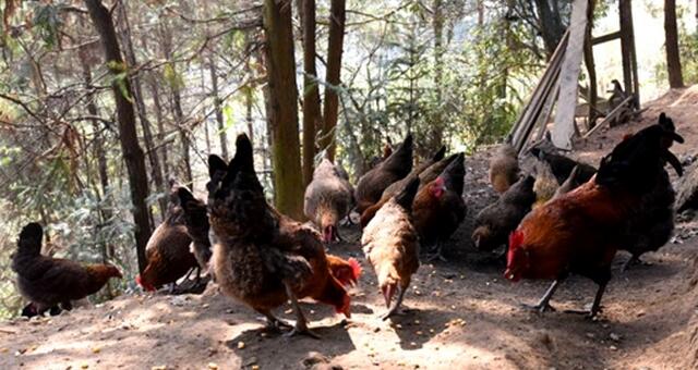 土鸡销路怎样找,土鸡养鸭销路怎么办