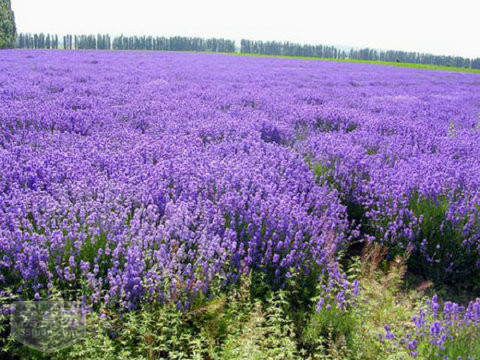 北京的薰衣草庄园门票,北京薰衣草庄园门头沟