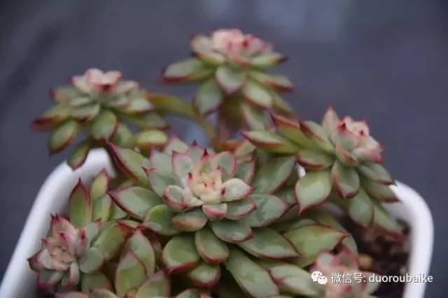 养肉肉的感悟,养多肉谨记好3招专治多肉难上色