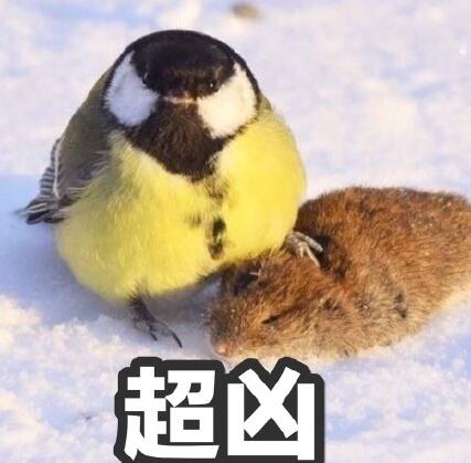 鸟界平头哥，传说中的“食脑狂魔”、“僵尸鸟”，霸气侧漏！