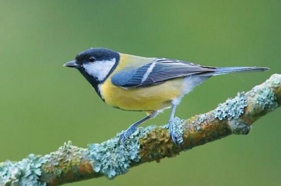 鸟界平头哥，传说中的“食脑狂魔”、“僵尸鸟”，霸气侧漏！