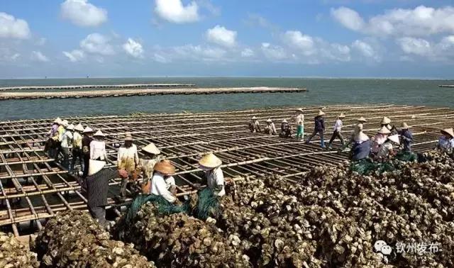 2021年钦州大蚝,钦州大蚝质量