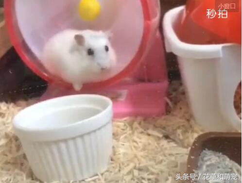 仓鼠知不知道自己的窝里脏,仓鼠发现存粮被清理