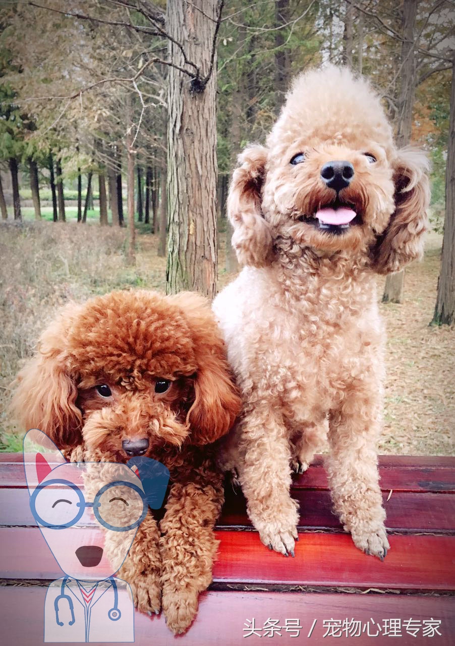 两岁泰迪发情几天,泰迪两个月发情了怎么办