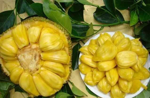 菠萝蜜是水果皇后吗,水果皇后菠萝蜜