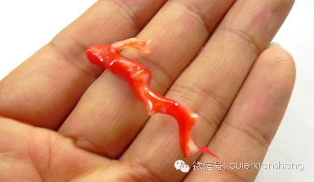 红珊瑚作假的手段,红珊瑚怎么知道是假的