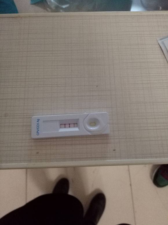 泰迪狗狗犬瘟流鼻水打喷嚏怎么办,泰迪幼崽得犬瘟后会掉毛吗