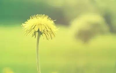 我心素已闲,我心素已闲原文