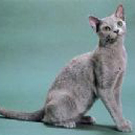 俄罗斯蓝猫怎么养才是正确的,宠物蓝猫照片