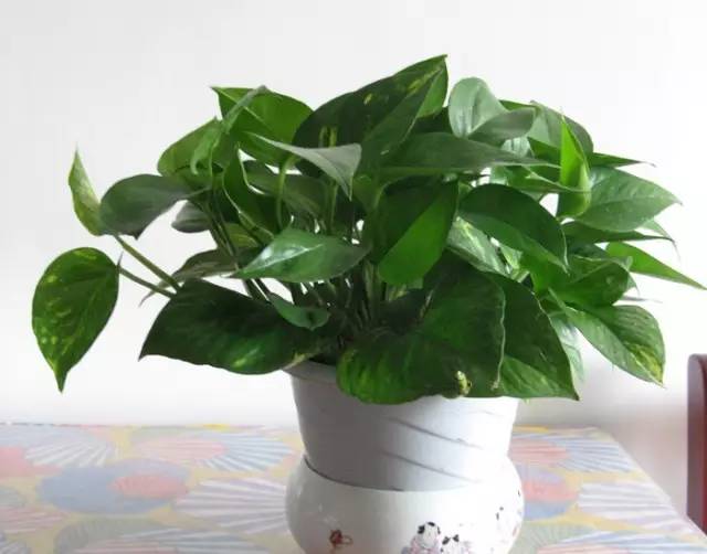 室内绿萝绿意盎然,绿萝冬季怎么养才能更旺盛