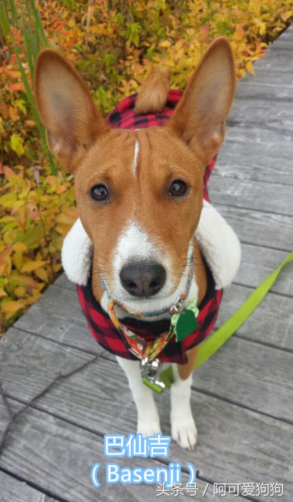 超级好看的大耳狗,短尾立耳狗