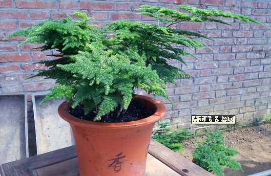 浇化肥花盆土壤板结怎么办,花盆土壤板结太深如何透气