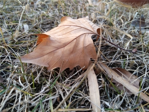 z11minis鎵嬫満,灏忔棗鑸皕11minis