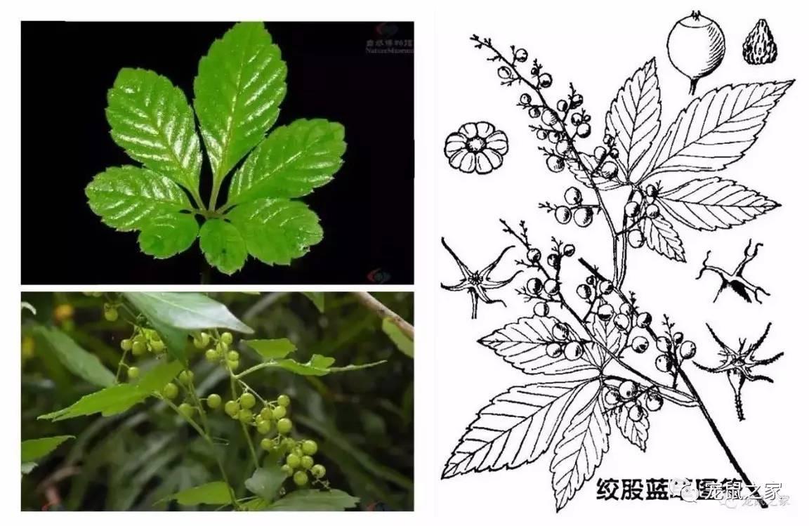 缇庨澶╀笅鍏荤敓澶у笀,缇庨澶╀笅棣欑尓