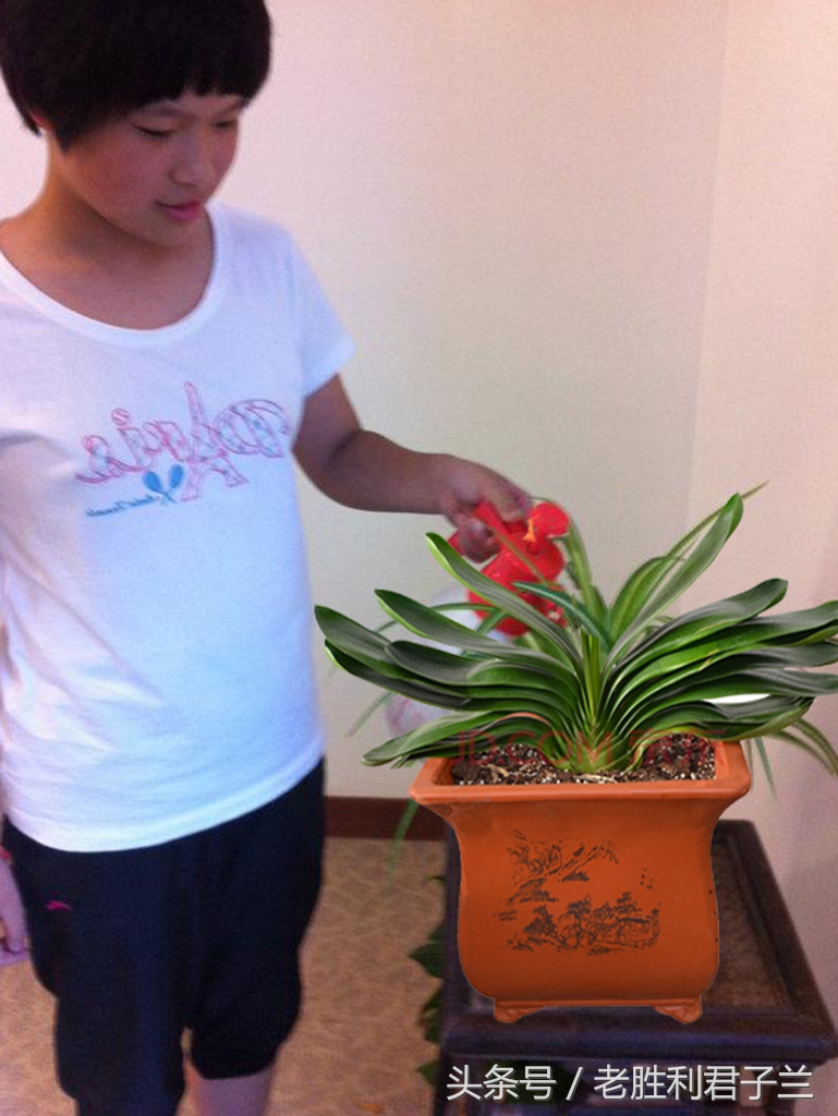 君子兰怎么养才能更旺盛开花多,君子兰怎么养才能旺盛开花