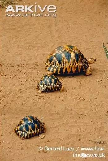 辐射陆龟名字由来,辐射陆龟是什么