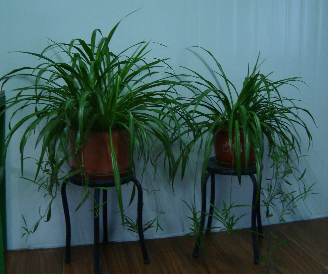 装修后家里放什么植物最好,刚装修完室内放什么植物好