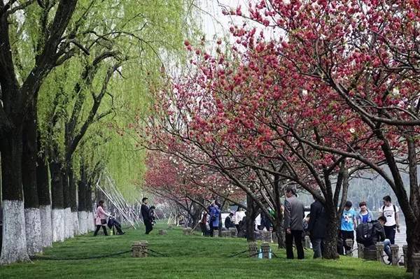 你参加过哪些社会活动和收获,你参与过的一次风俗活动作文