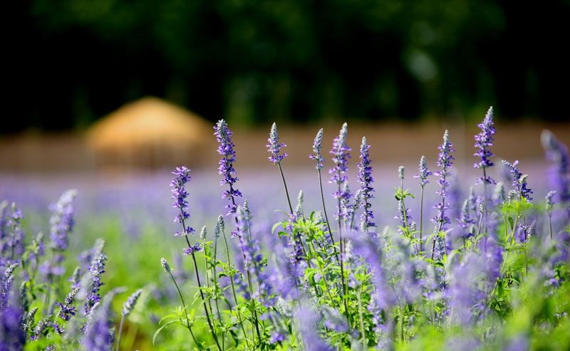 最美薰衣草庄园,中国最大的薰衣草庄园