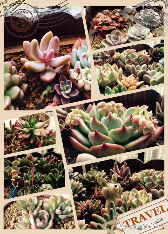 入肉坑,入坑一年半的新手养肉心得