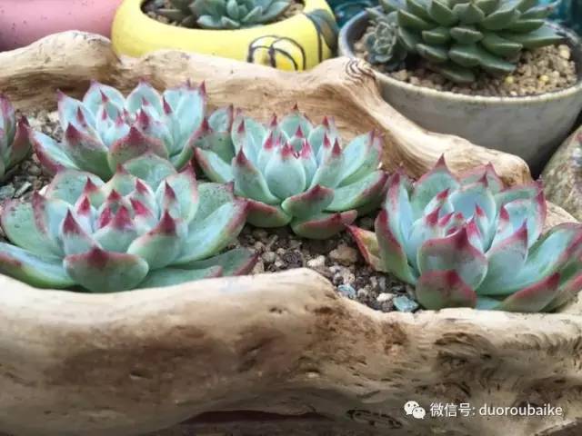 入肉坑,入坑一年半的新手养肉心得