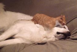 最凶悍的大白熊犬,常见的大白熊犬