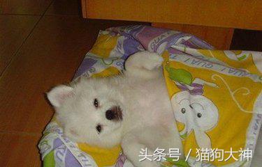 去宠物医院怎么看病,狗狗后腿体温测量方式