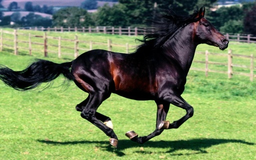 纯种马争夺草场王位，浪琴手表礼赞赛事和胜者