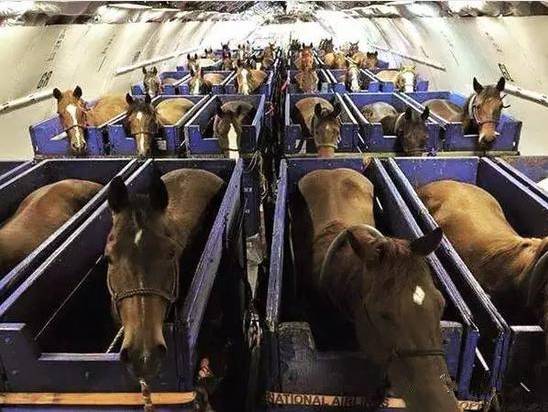 赛驹会晕车吗？如何运输？