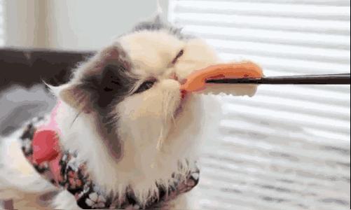 波斯猫眯着它的双眼抖音,波斯猫的眼神