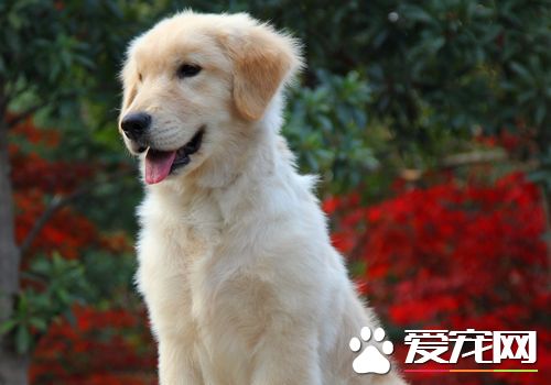 怎么养金毛寻回犬,如何养金毛寻回犬
