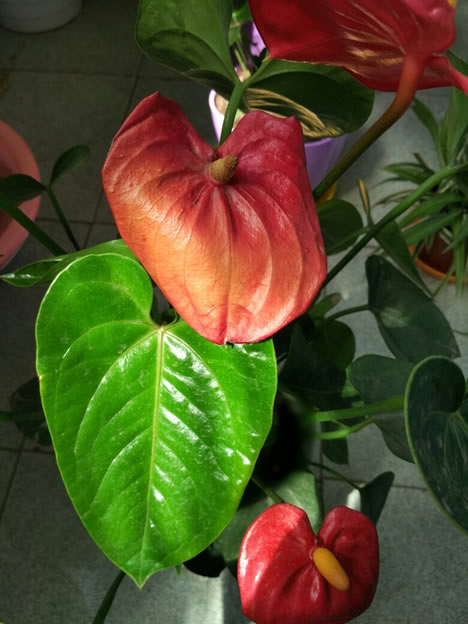 水培红掌为什么不长红叶,水培红掌根变绿怎么办