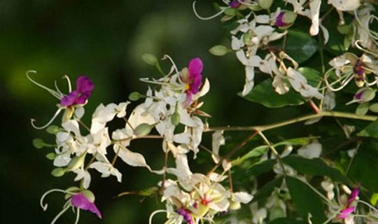 东莞最美清溪小镇,有一种美叫江南