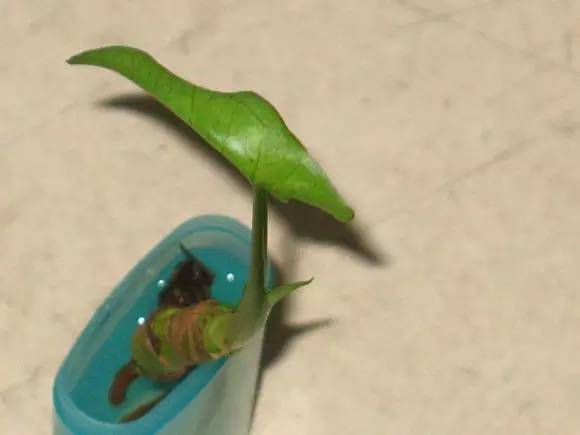 垃圾堆里捡回来的盆栽,如何利用身边的垃圾养植物