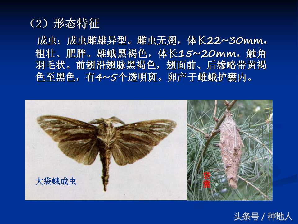 会吃叶子的虫子有哪些,哪些虫子爱吃树叶虫