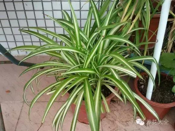 吊兰被太阳晒死怎么办,吊兰被养死了