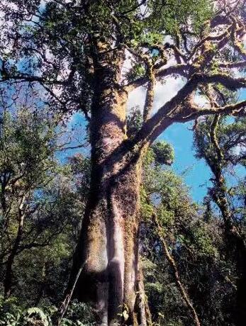 怎么区分乔木是落叶还是常绿,如何分辨台地茶和乔木茶