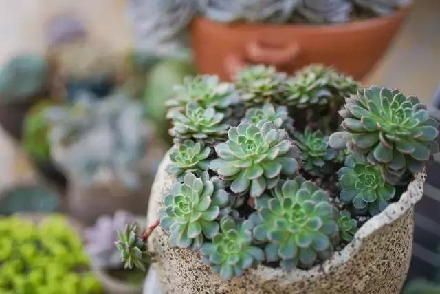 闇插彴澶氳倝鑺卞洯椁愬巺,澶氳倝妞嶇墿椁愬惂