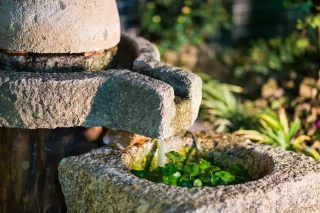闇插彴澶氳倝鑺卞洯椁愬巺,澶氳倝妞嶇墿椁愬惂