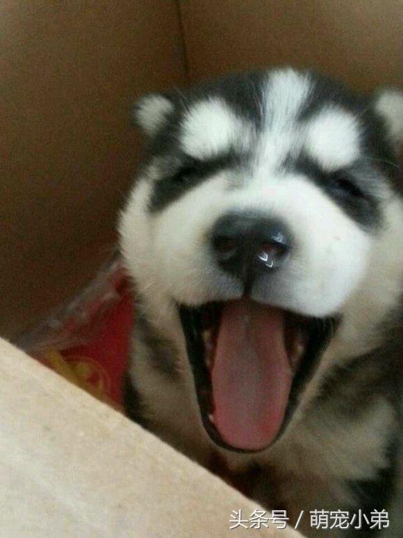 哈士奇易患的五大疾病，为了二哈的安全铲屎官们都进来看看吧！