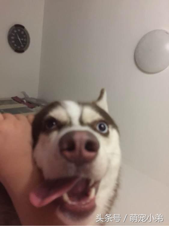 哈士奇易患的五大疾病，为了二哈的安全铲屎官们都进来看看吧！