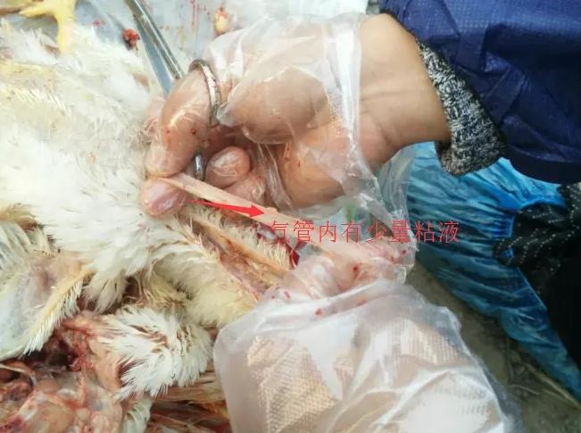 有图有真相！养鸡过程病毒造成的混合感染要这样治疗