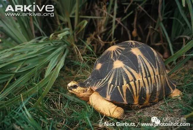 辐射陆龟名字由来,辐射陆龟是什么